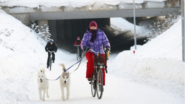 Person rides a bike on a well-maintained path with two dogs